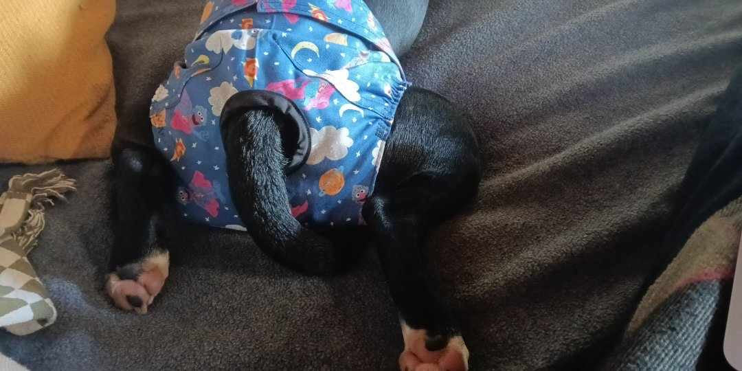 B!tch Pants