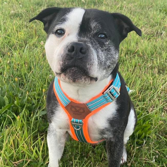 Staffy, Staffordshire Bull Terrier, SBT, Show Collar, Staffie, staffordshire bull terrier harness