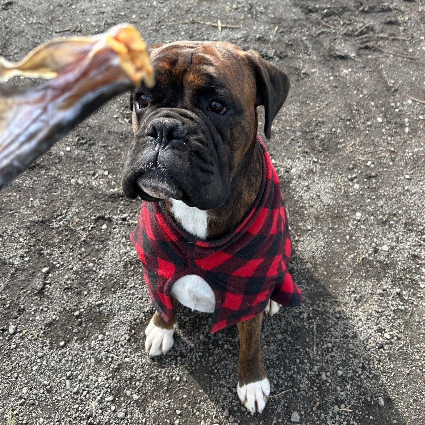 Air-Dried Fish Tails: Omega 3 Treats for Pets