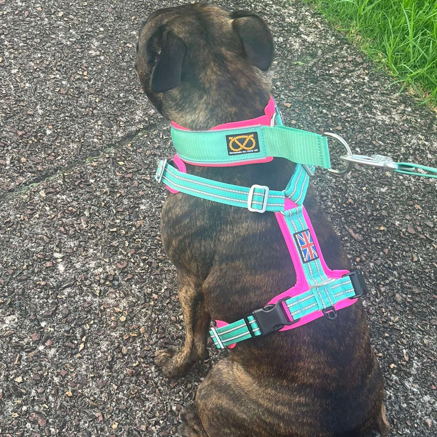 Staffy, staffie, Staffordshire bull terrier, dog, dogs, dog lovers, show dogs, SBT, Show Collar, Staffie, staffy harness
