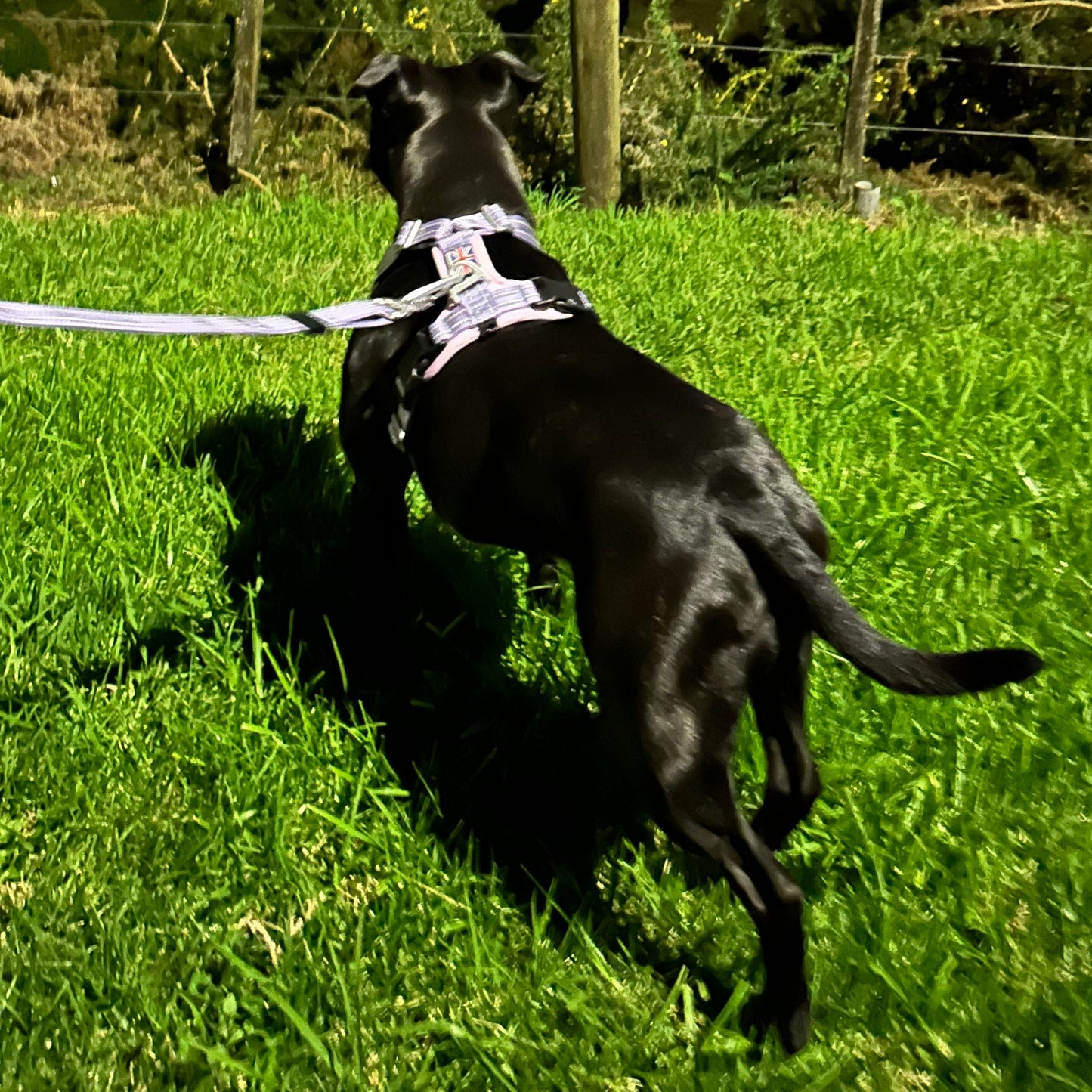 Staffy, Staffordshire Bull Terrier, SBT, Show Collar, Staffie, staffy harness