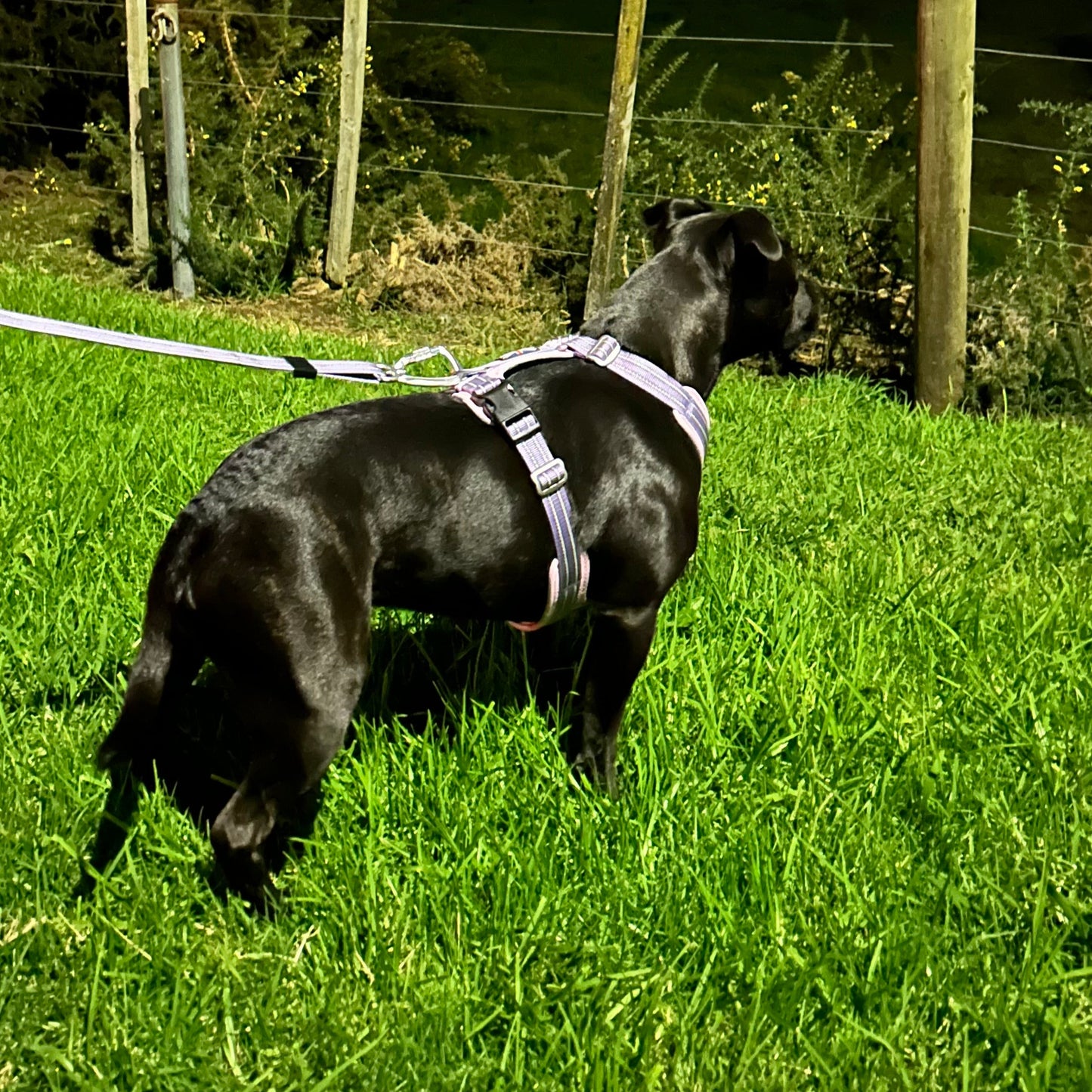 Staffy, Staffordshire Bull Terrier, SBT, Show Collar, Staffie, staffy harness
