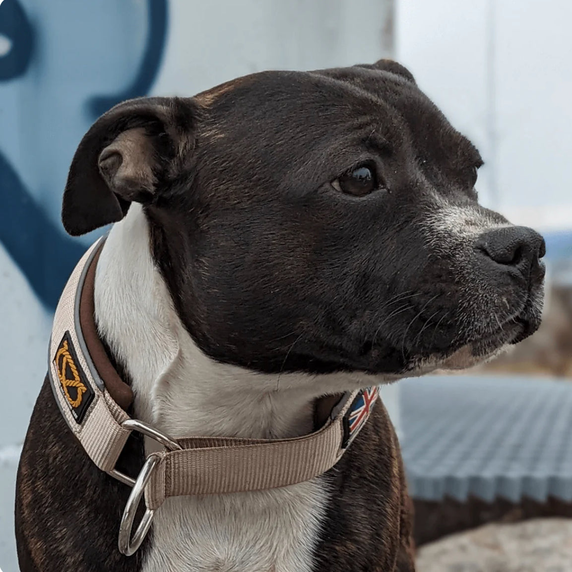 Staffy, Staffordshire Bull Terrier, SBT, Show Collar, Staffie, Martingale Collar