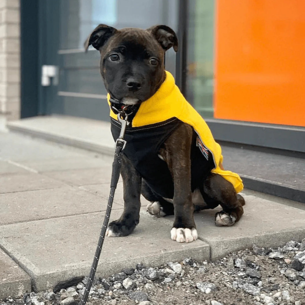 Staffy, Staffordshire Bull Terrier, SBT, Show Collar, Staffie, Fleece Coat