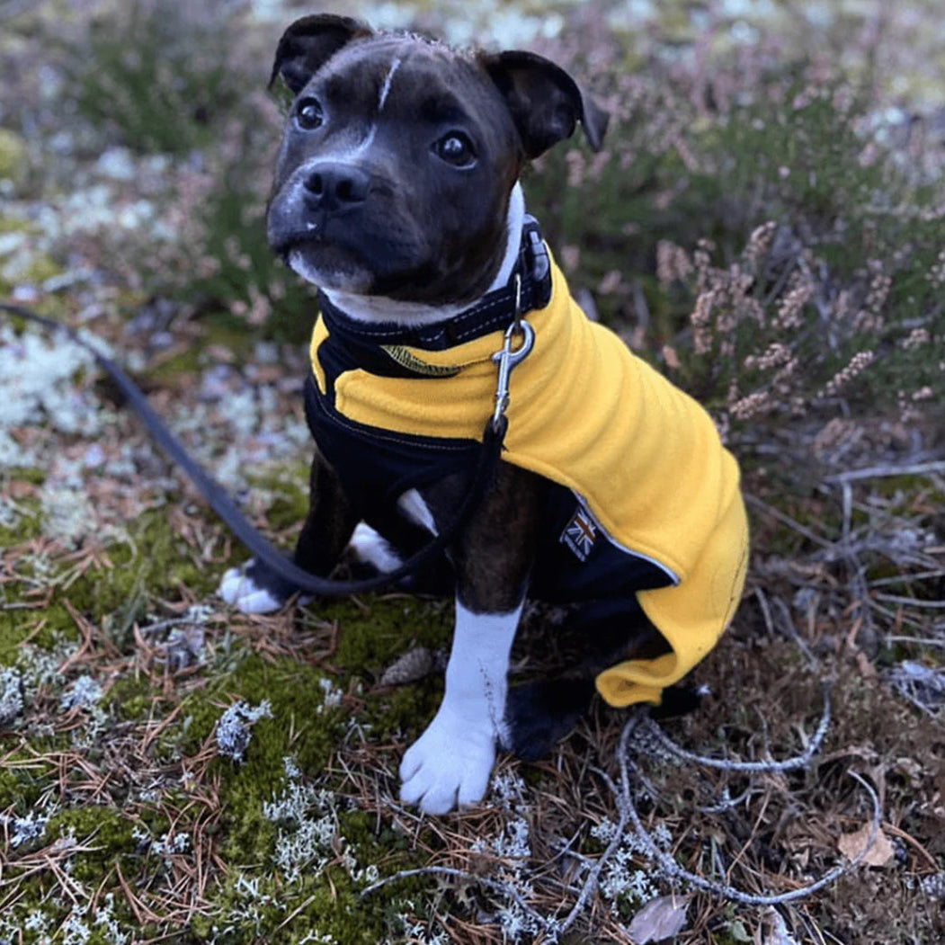 Staffy, Staffordshire Bull Terrier, SBT, Show Collar, Staffie, Fleece Coat