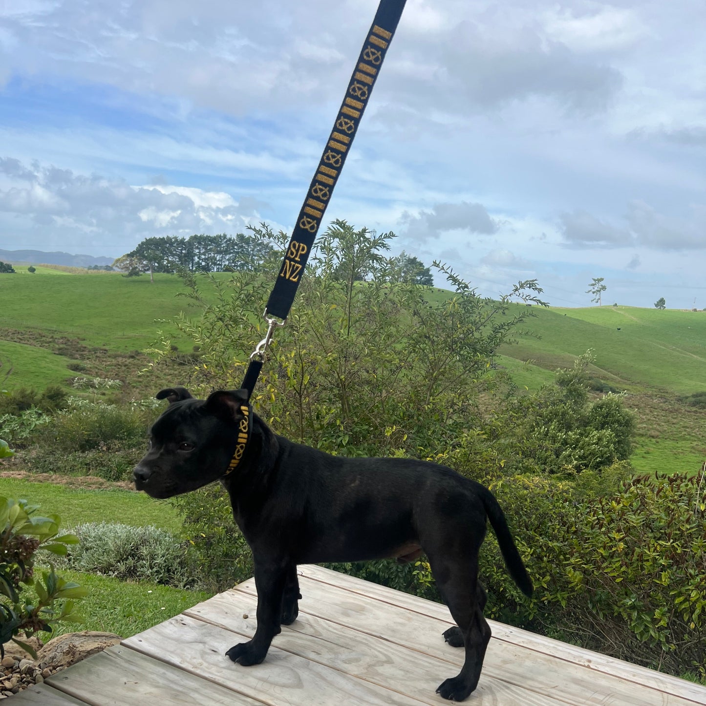 Staffy, Staffordshire Bull Terrier, SBT, Show Collar, Staffie, Martingales, Lamb Skin Martingale, Soft martingale
