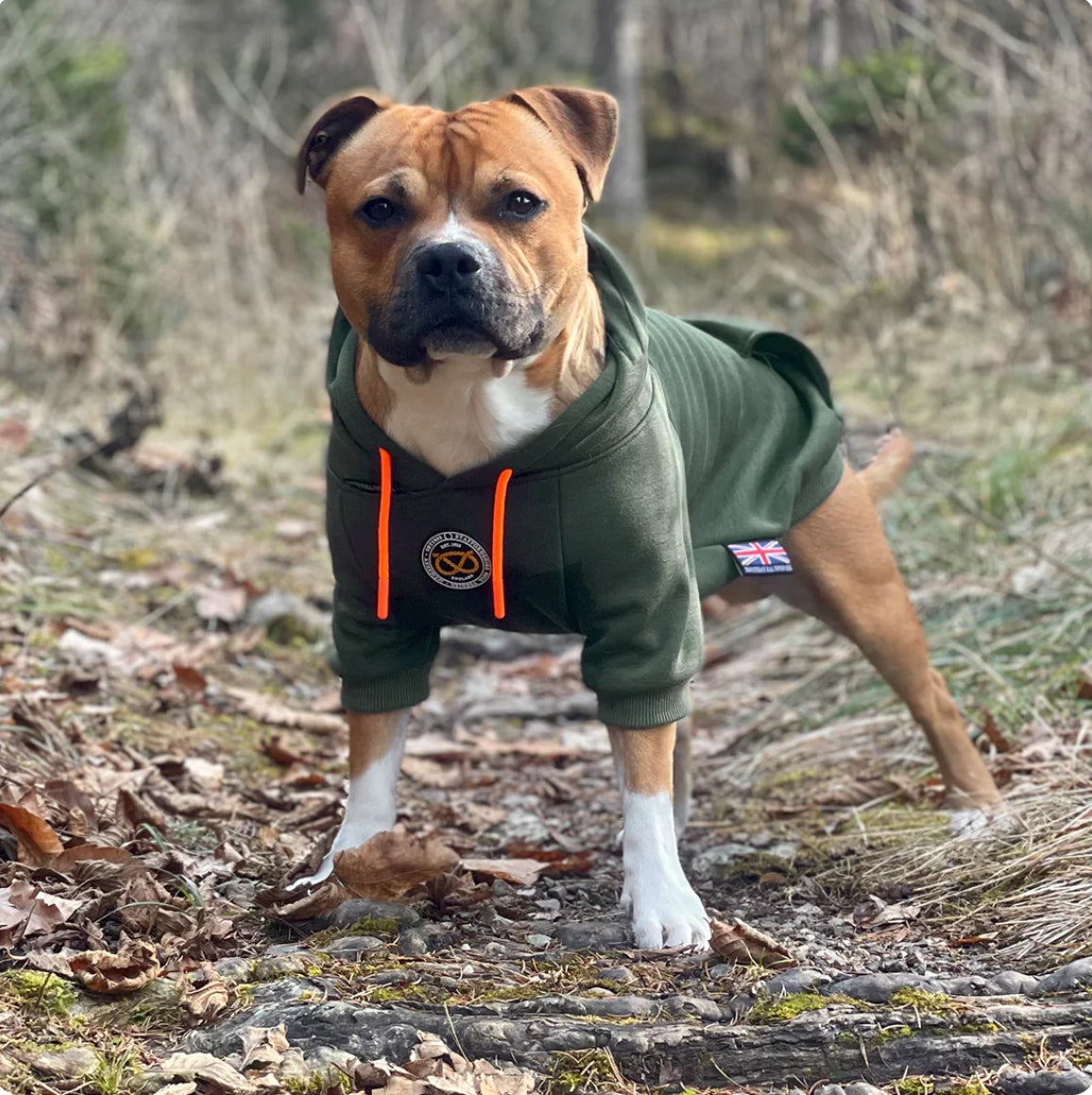 Staffy, Staffordshire Bull Terrier, SBT, Show Collar, Staffie, SBT Hoodie