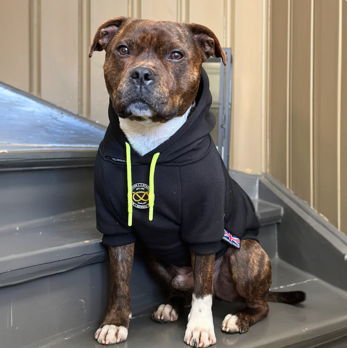 Staffy, Staffordshire Bull Terrier, SBT, Show Collar, Staffie, SBT Hoodie