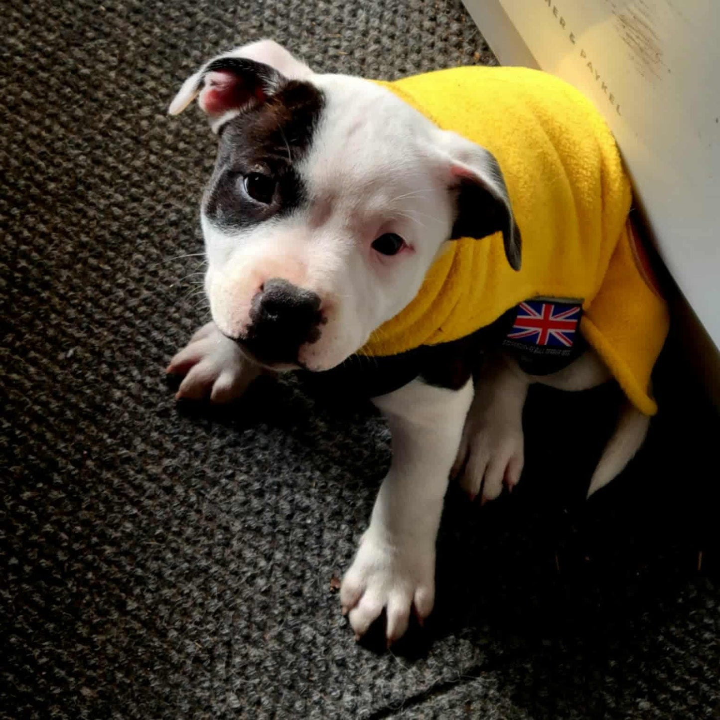 Staffy, Staffordshire Bull Terrier, SBT, Show Collar, Staffie, fleece