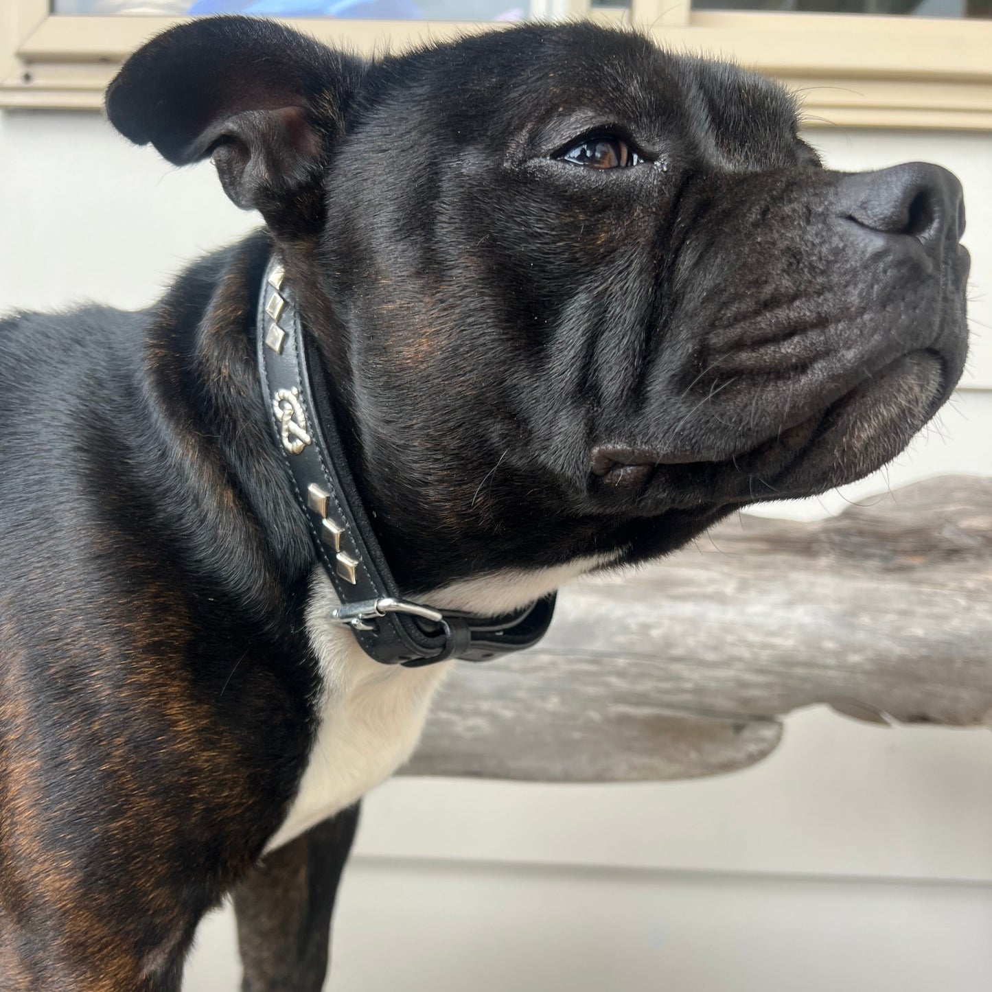 Staffy, staffie, Staffordshire bull terrier, dog, dogs, dog lovers, show dogs, SBT, Show Collar, Staffie, staffy leather collar