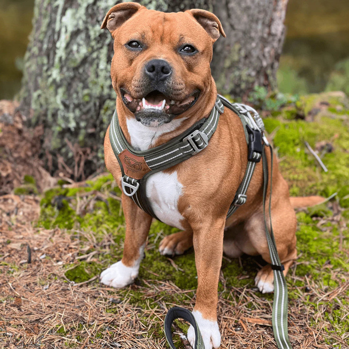Staffy, staffie, Staffordshire bull terrier, dog, dogs, dog lovers, show dogs, SBT, Show Collar, Staffie, staffy harness