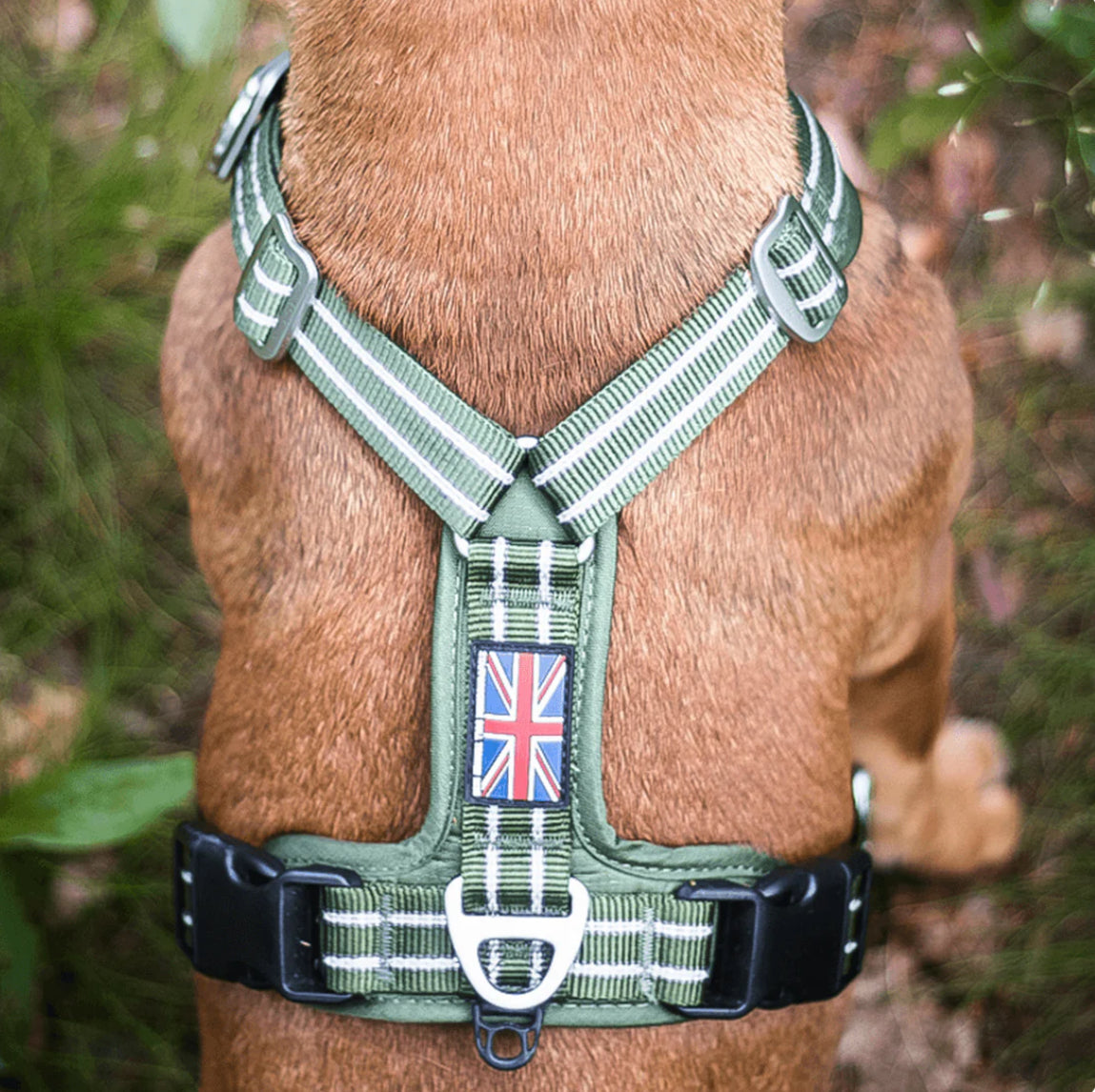 Staffy, staffie, Staffordshire bull terrier, dog, dogs, dog lovers, show dogs, SBT, Show Collar, Staffie, staffy harness