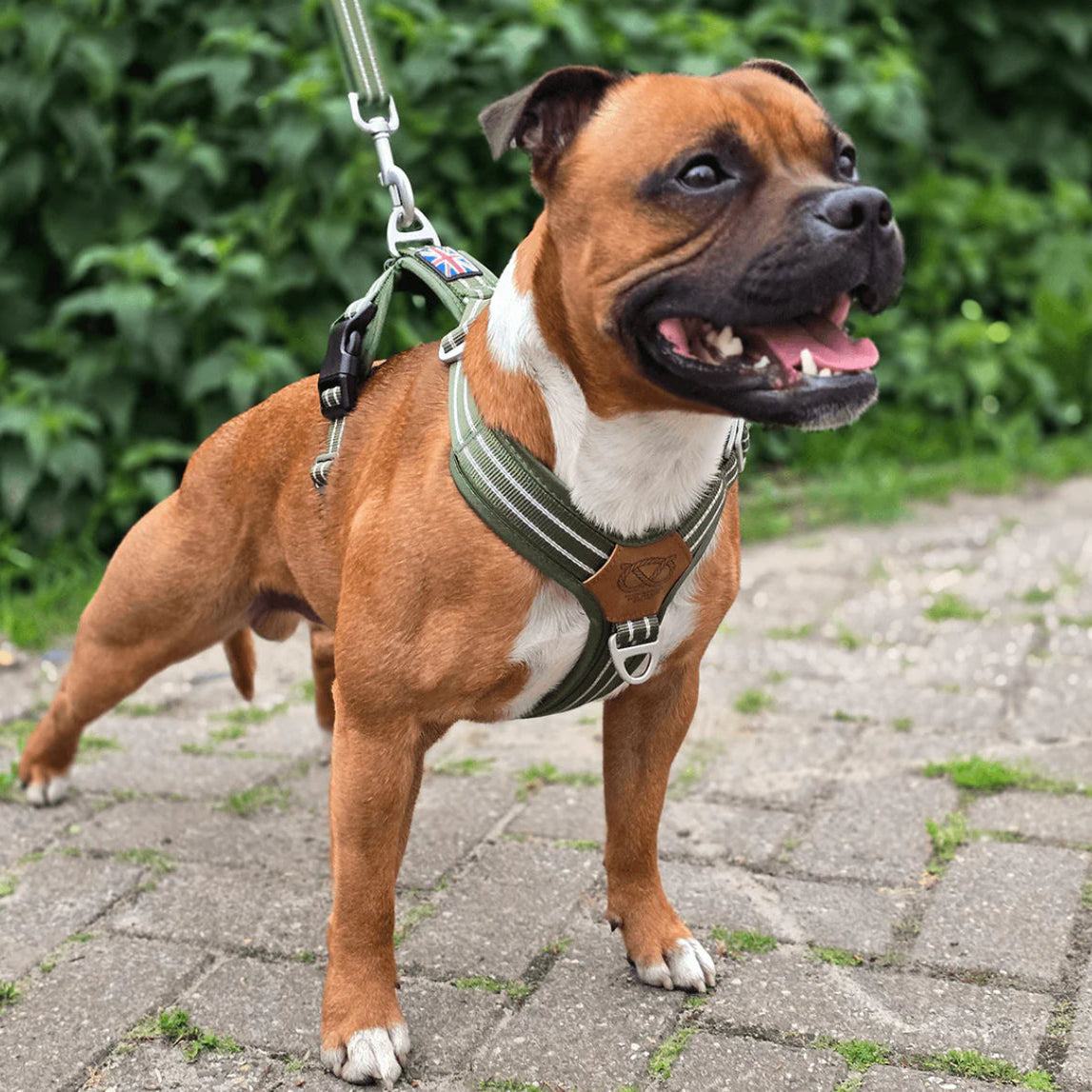 Staffy, staffie, Staffordshire bull terrier, dog, dogs, dog lovers, show dogs, SBT, Show Collar, Staffie, staffy harness