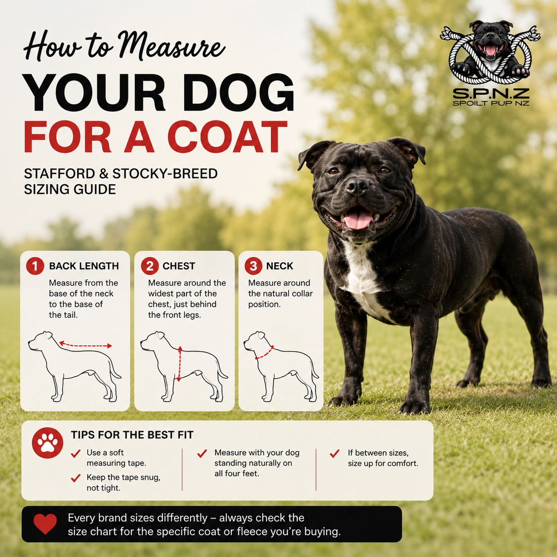 How to Measure Your Dog for a Coat: Stafford & Stocky-Breed Sizing Guide