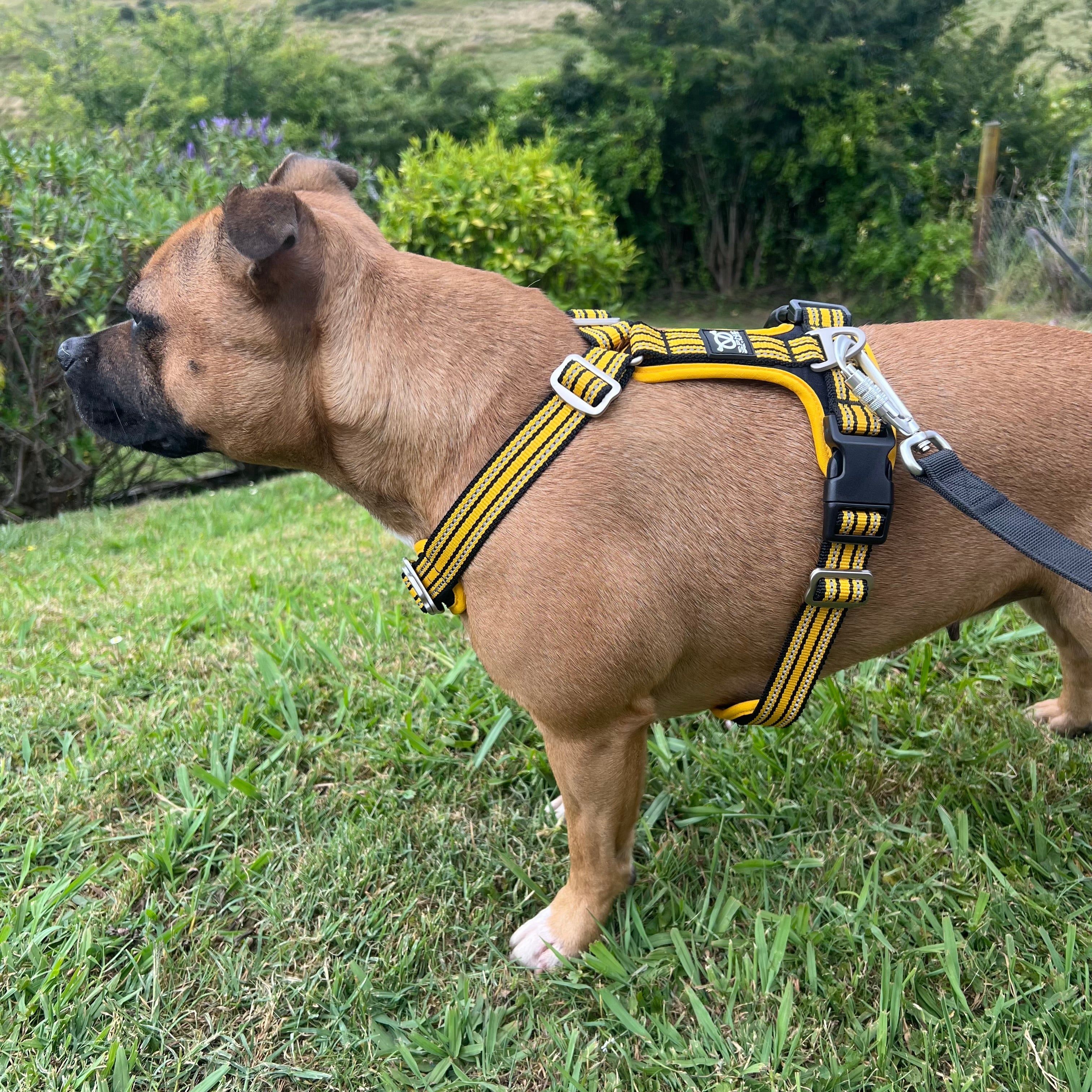 Harness & Leash sets