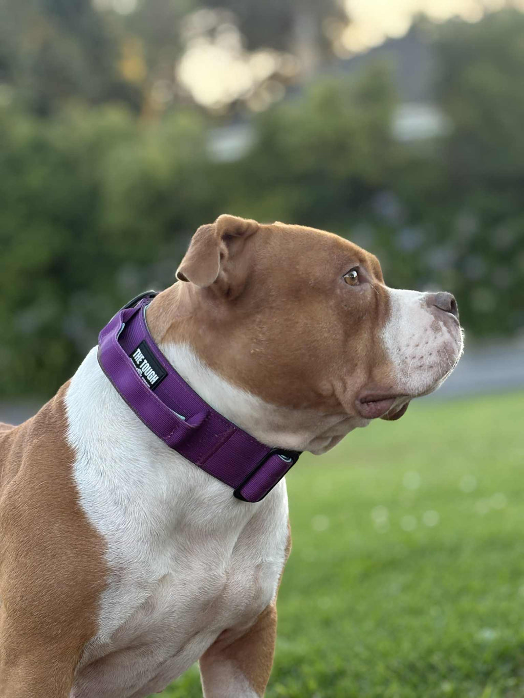 The Tough Ones™ Plum & Mint Tactical Dog Collar with Handle
