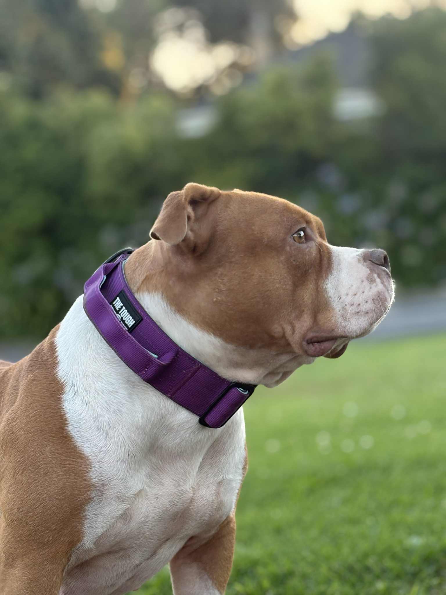 The Tough Ones™ Plum & Mint Tactical Dog Collar & Matching Leash Set