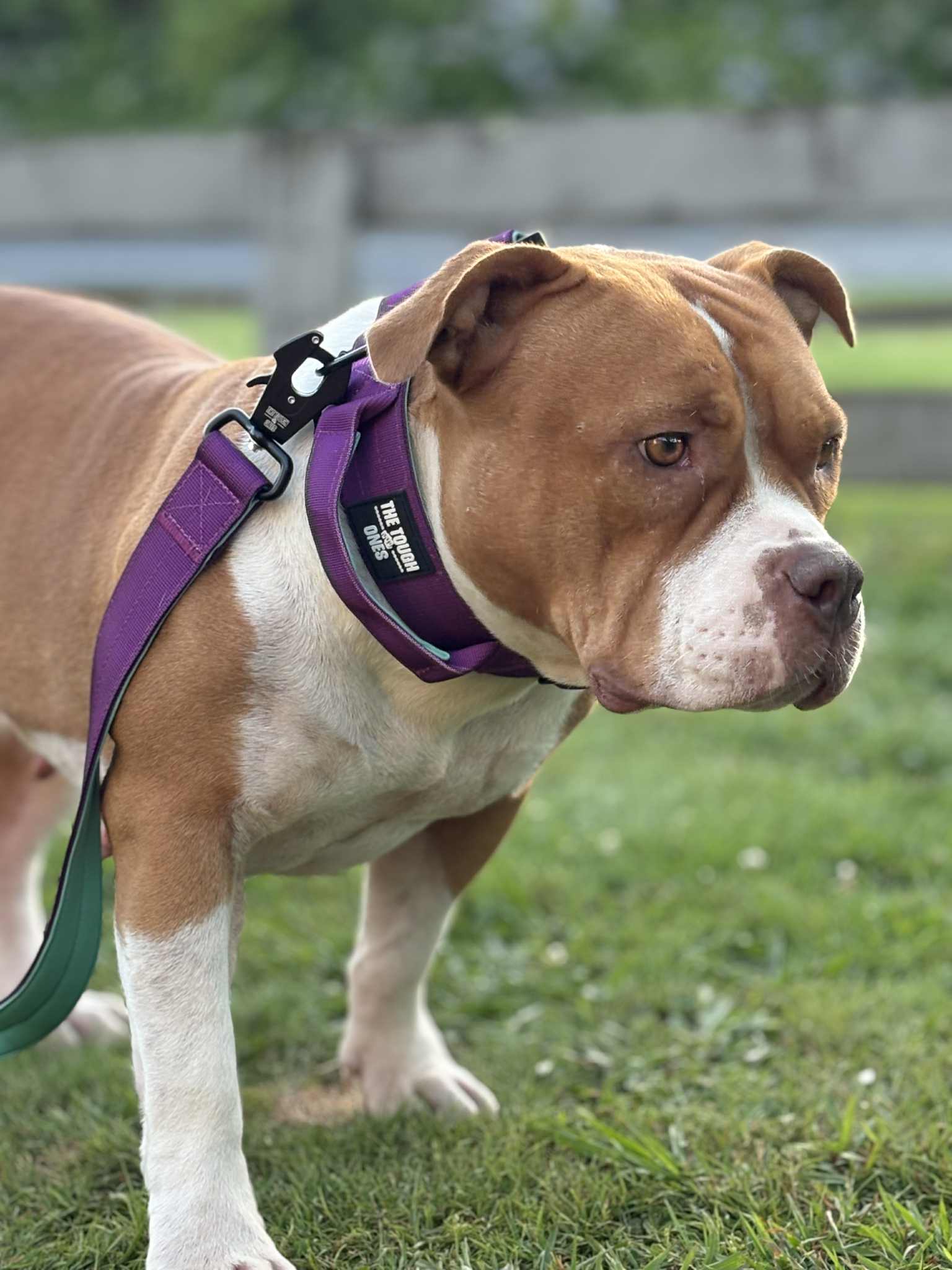 The Tough Ones™ Plum & Mint Tactical Dog Collar with Handle