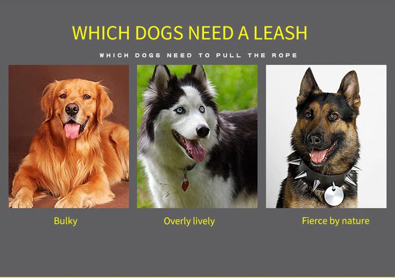 Leather Dog Collar And Leash Set