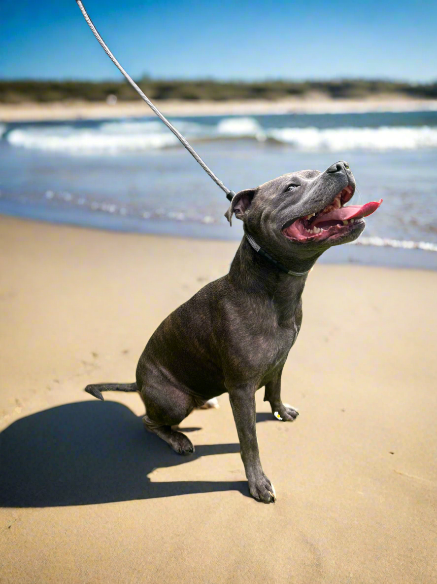 1.3m STRONG Slip Leash, Graphite