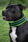 Midnight Blue & Neon Green Soft Martingale Collar