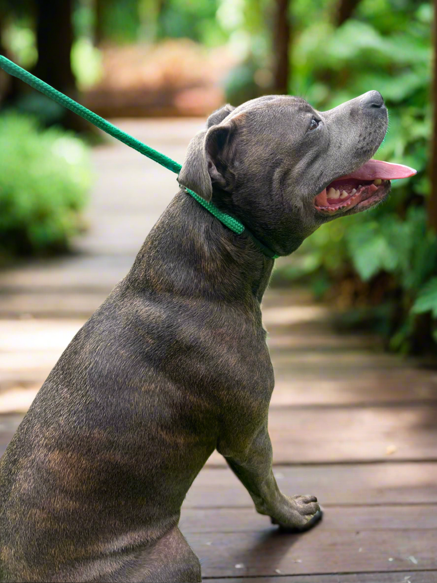 1.05m STRONG Slip Leash, Pine Green