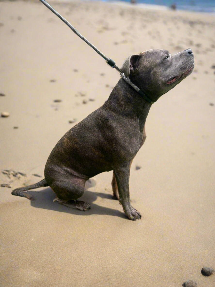 1.3m STRONG Slip Leash, Graphite