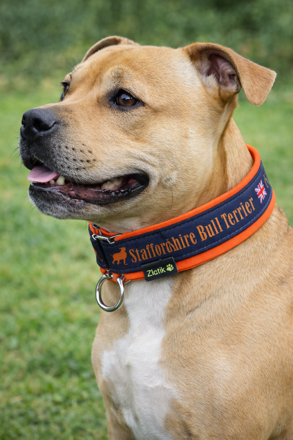 Midnight Blue & Orange Soft Martingale Collar