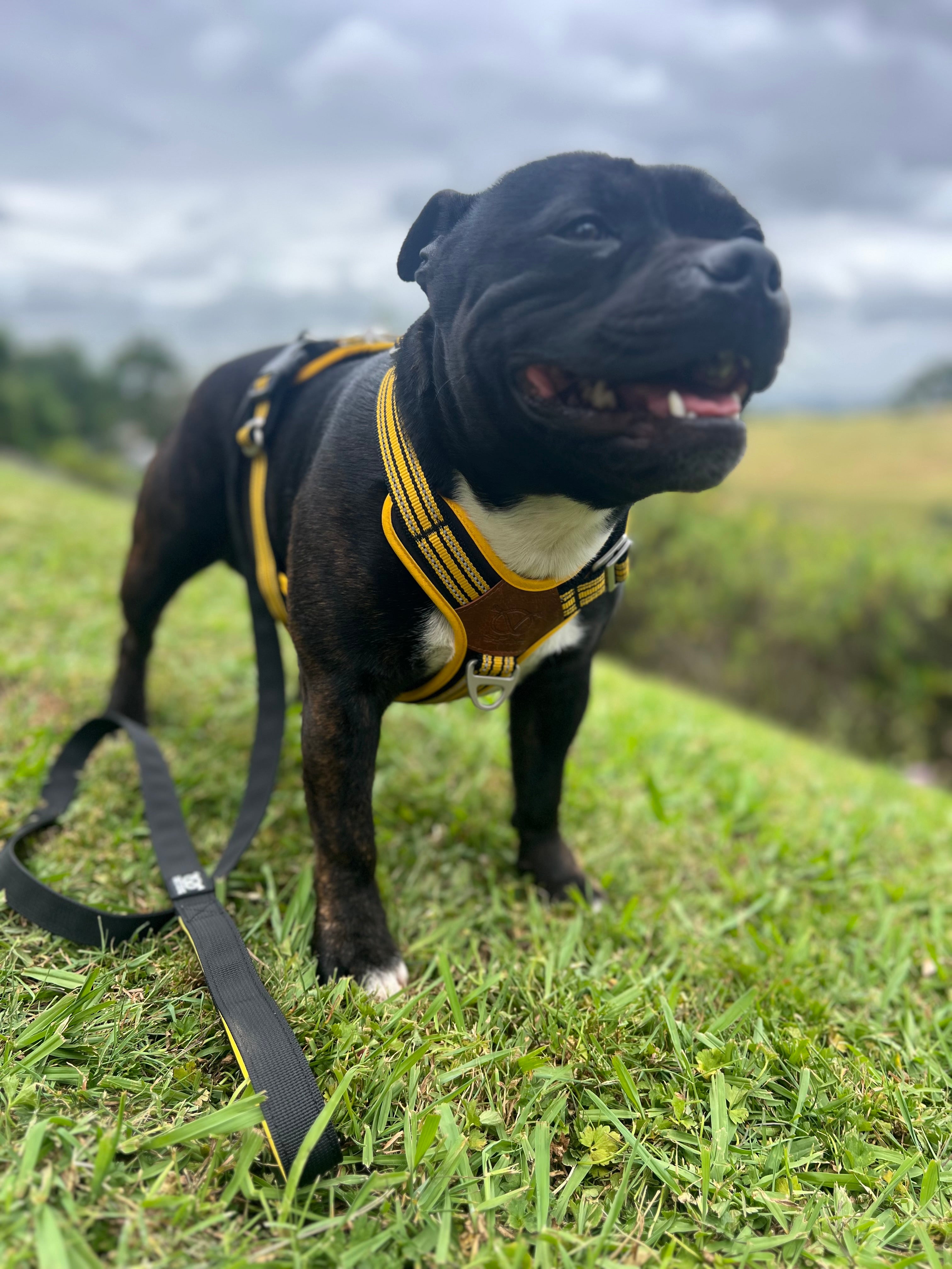 Black & Yellow Harness