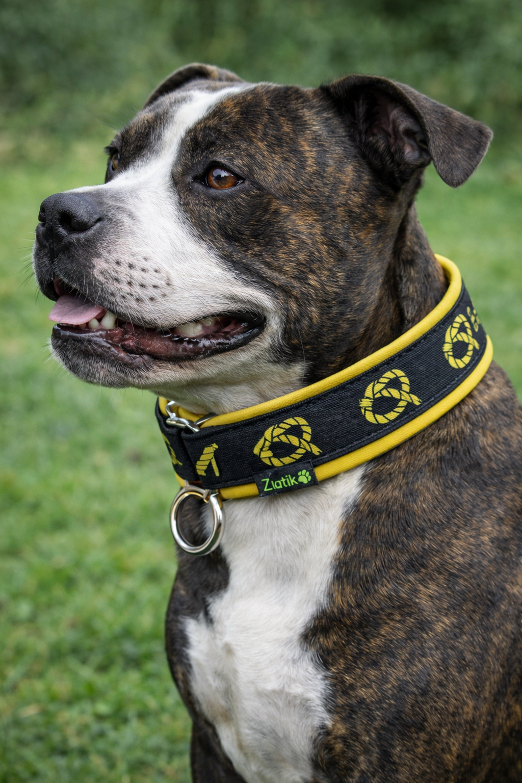 Black & Yellow Knot (yellow backing) Soft Martingale Collar