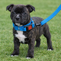 Reflective Puppy Martingale Collar & Leash Set – Light Blue