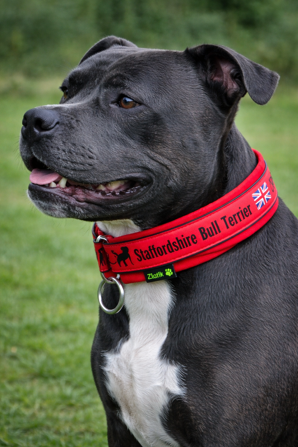 Red & Black Soft Martingale Collar