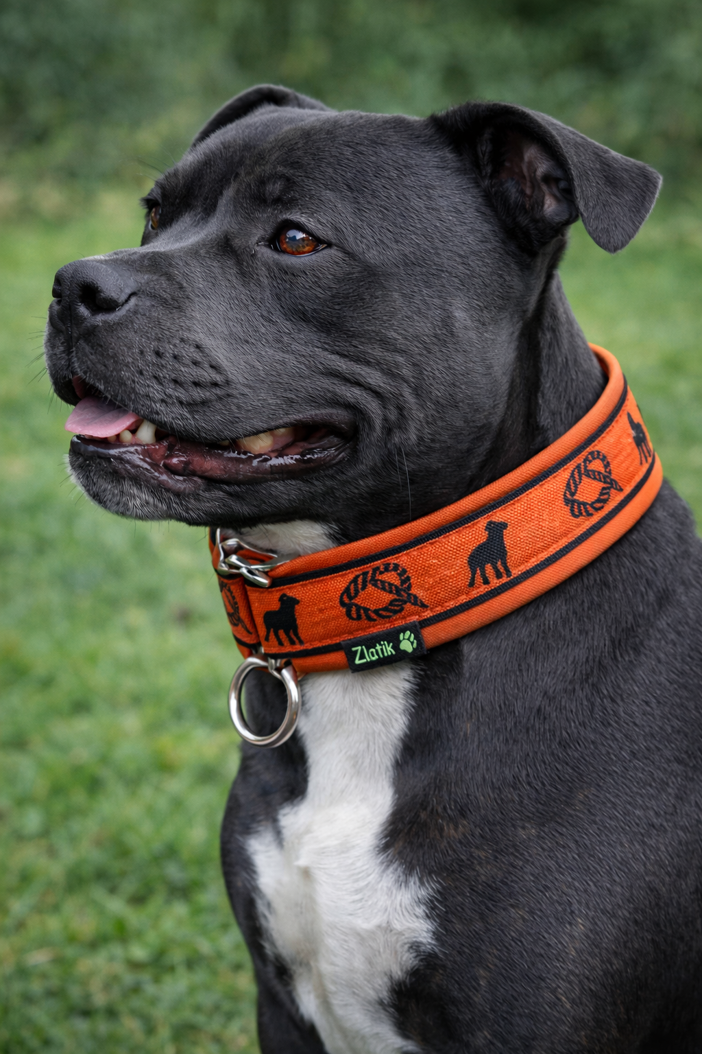 Orange & Black Soft Martingale Collar