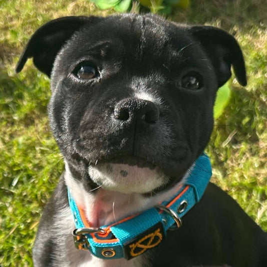 Staffy, Staffordshire Bull Terrier, SBT, Show Collar, Staffie, Puppy Nylon Collar and leash set
