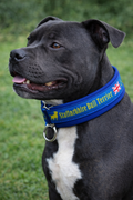 Blue & Yellow Soft Martingale Collar