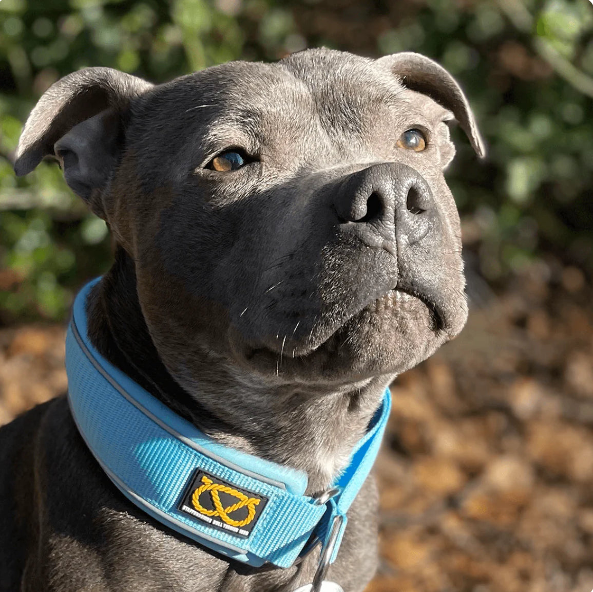 Staffy, Staffordshire Bull Terrier, SBT, Show Collar, Staffie, Martingale Collar