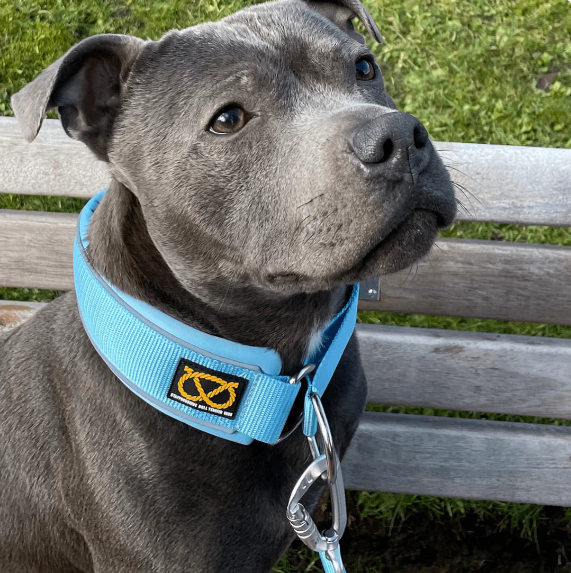 Staffy, Staffordshire Bull Terrier, SBT, Show Collar, Staffie, Martingale Collar