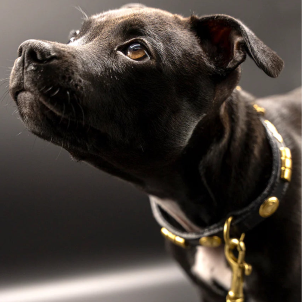 Staffy, Staffordshire Bull Terrier, SBT, Show Collar, Staffie, Leather Collar