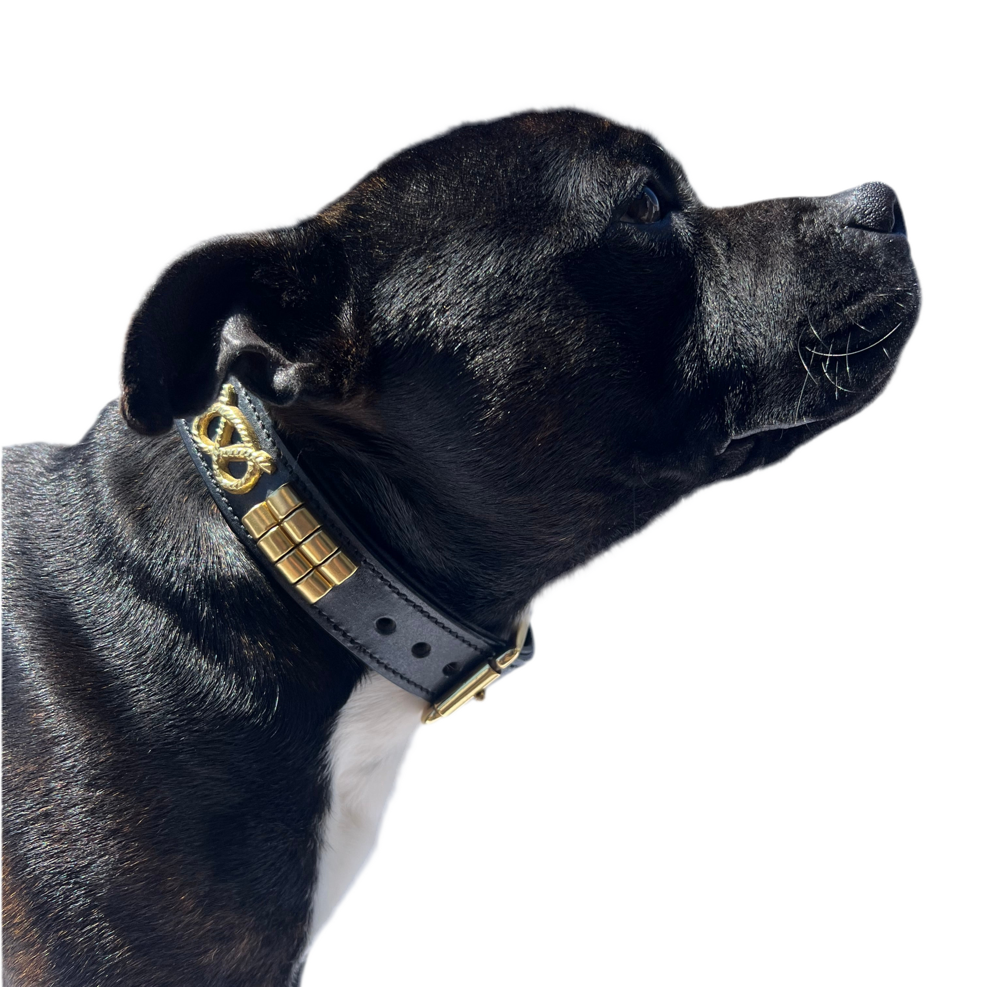 Staffy, Staffordshire Bull Terrier, SBT, Show Collar, Staffie, Wide Leather Collar