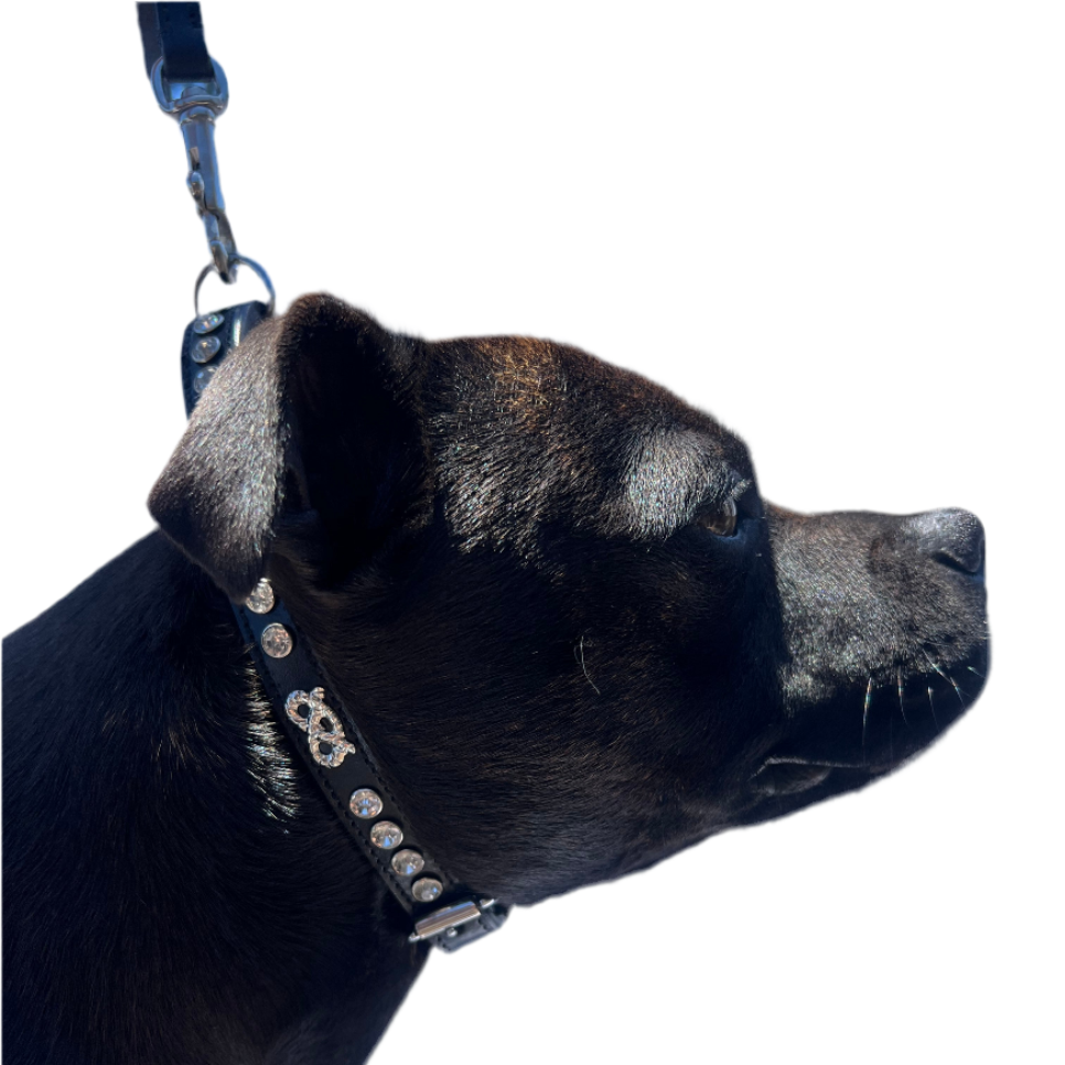 Staffy, Staffordshire Bull Terrier, SBT, Show Collar, Staffie, Leather Collar