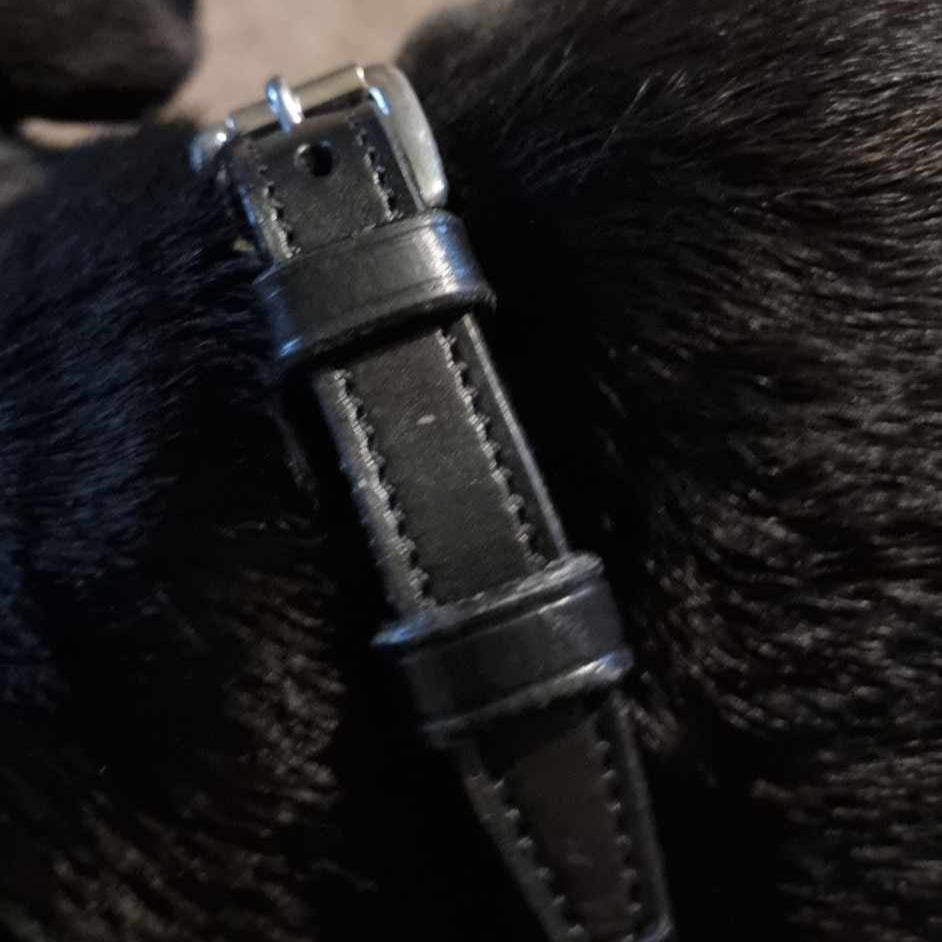 Staffy, staffie, Staffordshire bull terrier, dog, dogs, dog lovers, show dogs, SBT, Show Collar, Staffie, staffy leather show collar set