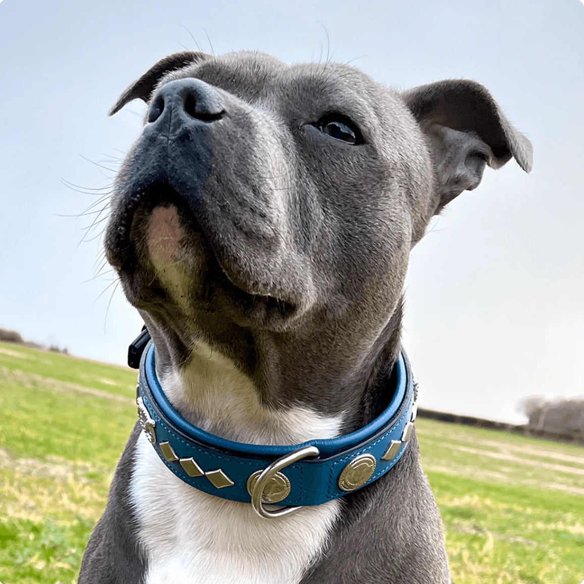 Blue/Silver Leather Collar & Leash Set - Gentleman Jim