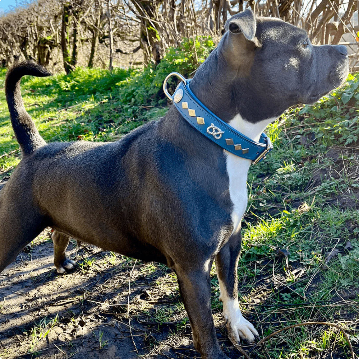 Blue/Silver Leather Collar & Leash Set - Gentleman Jim