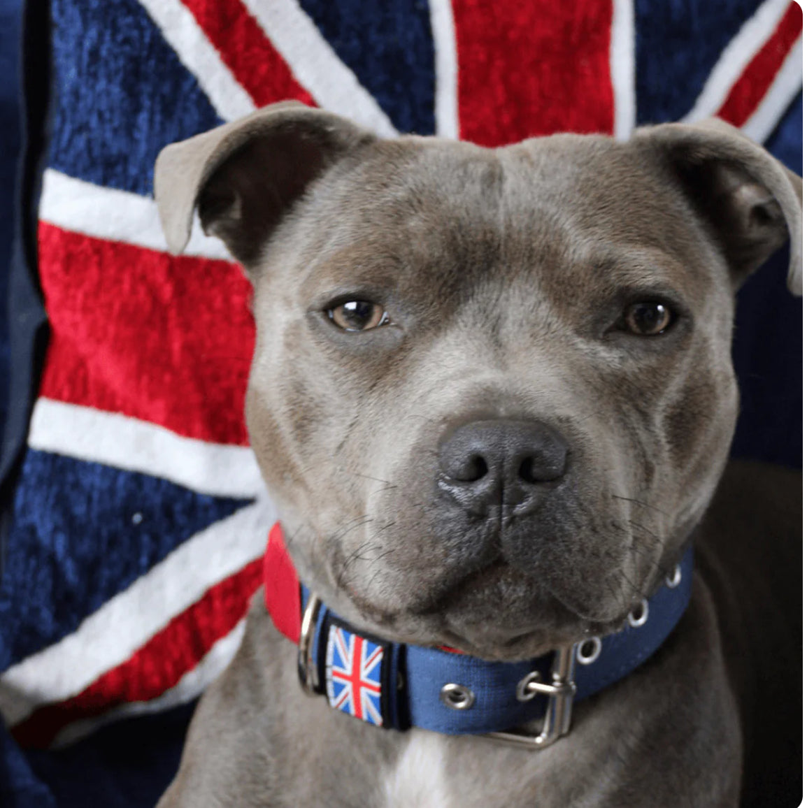 Staffy, Staffordshire Bull Terrier, SBT, Show Collar, Staffie, Nylon Collar