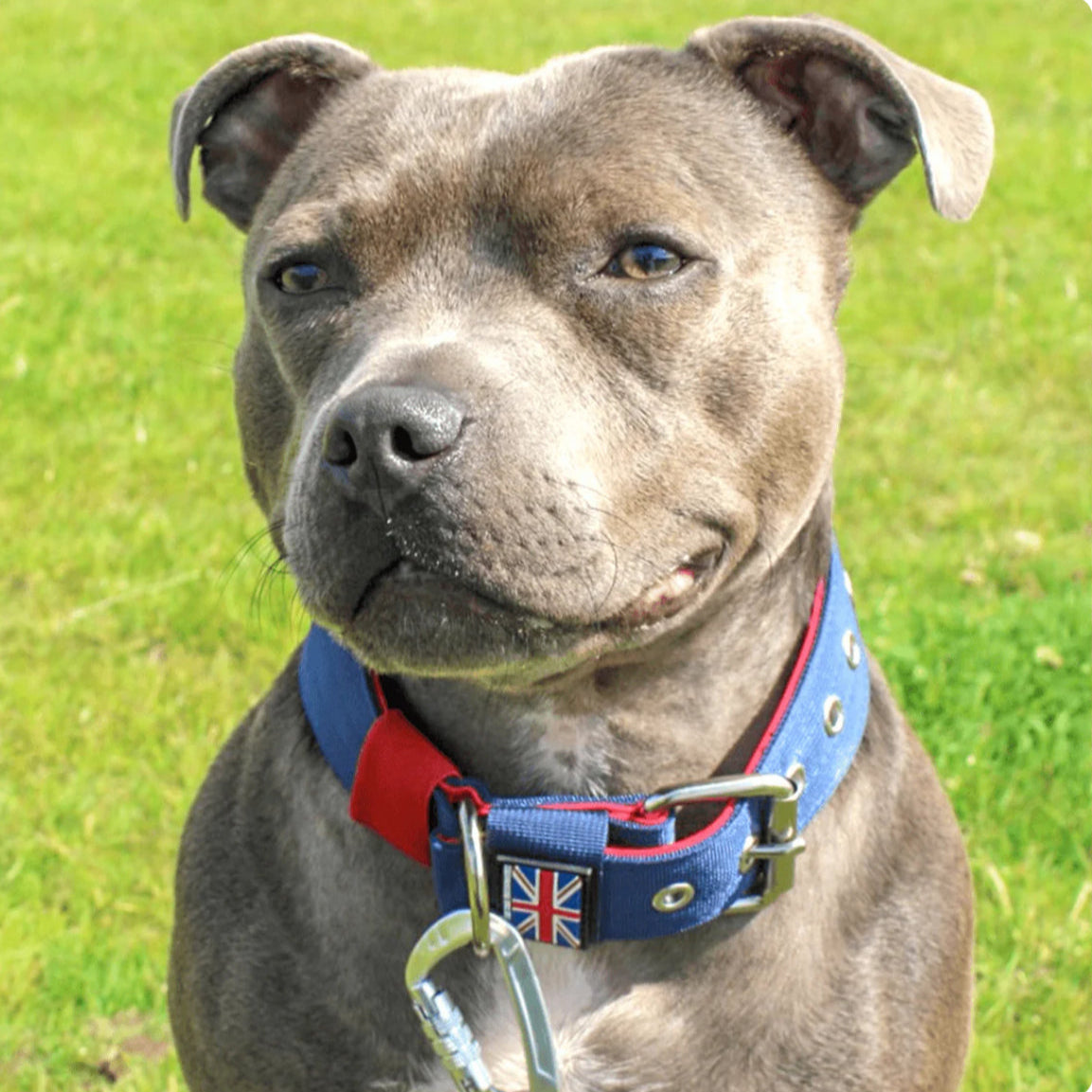 Staffy, Staffordshire Bull Terrier, SBT, Show Collar, Staffie, Nylon Collar