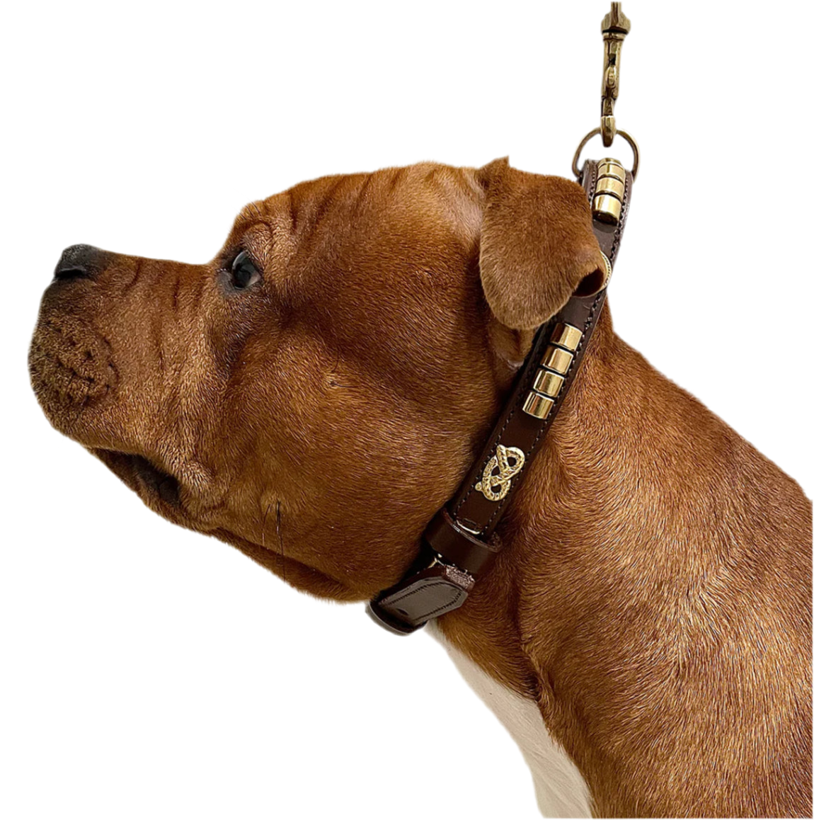 Staffy, Staffordshire Bull Terrier, SBT, Show Collar, Staffie, Leather Collar