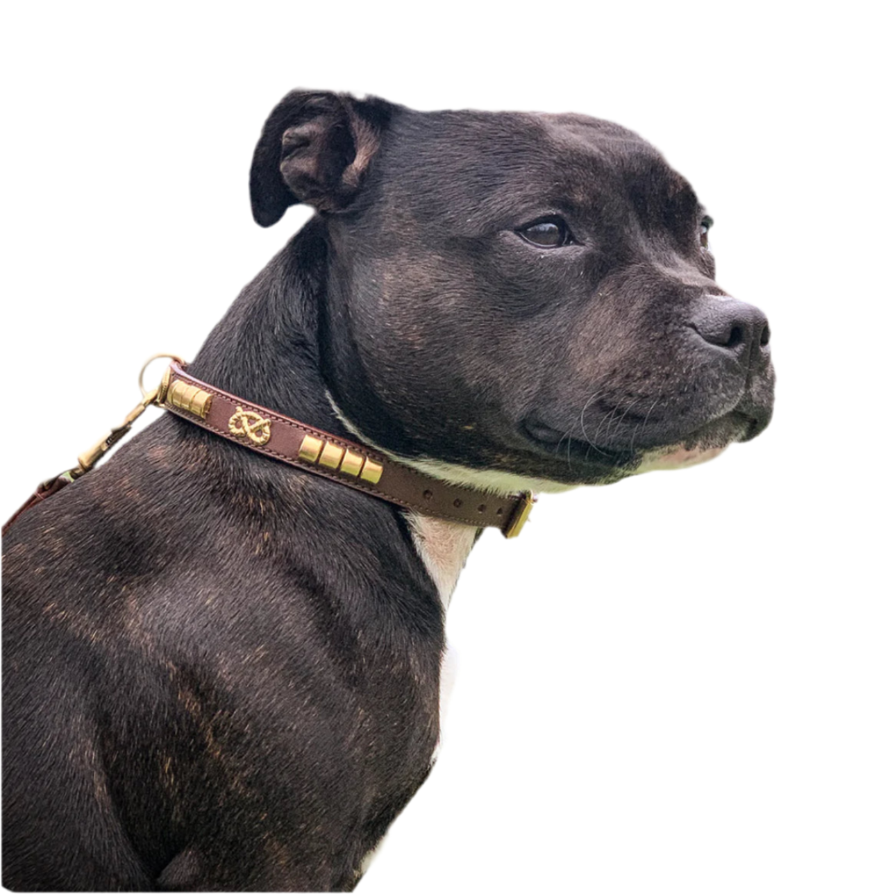 Staffy, Staffordshire Bull Terrier, SBT, Show Collar, Staffie, Leather Collar