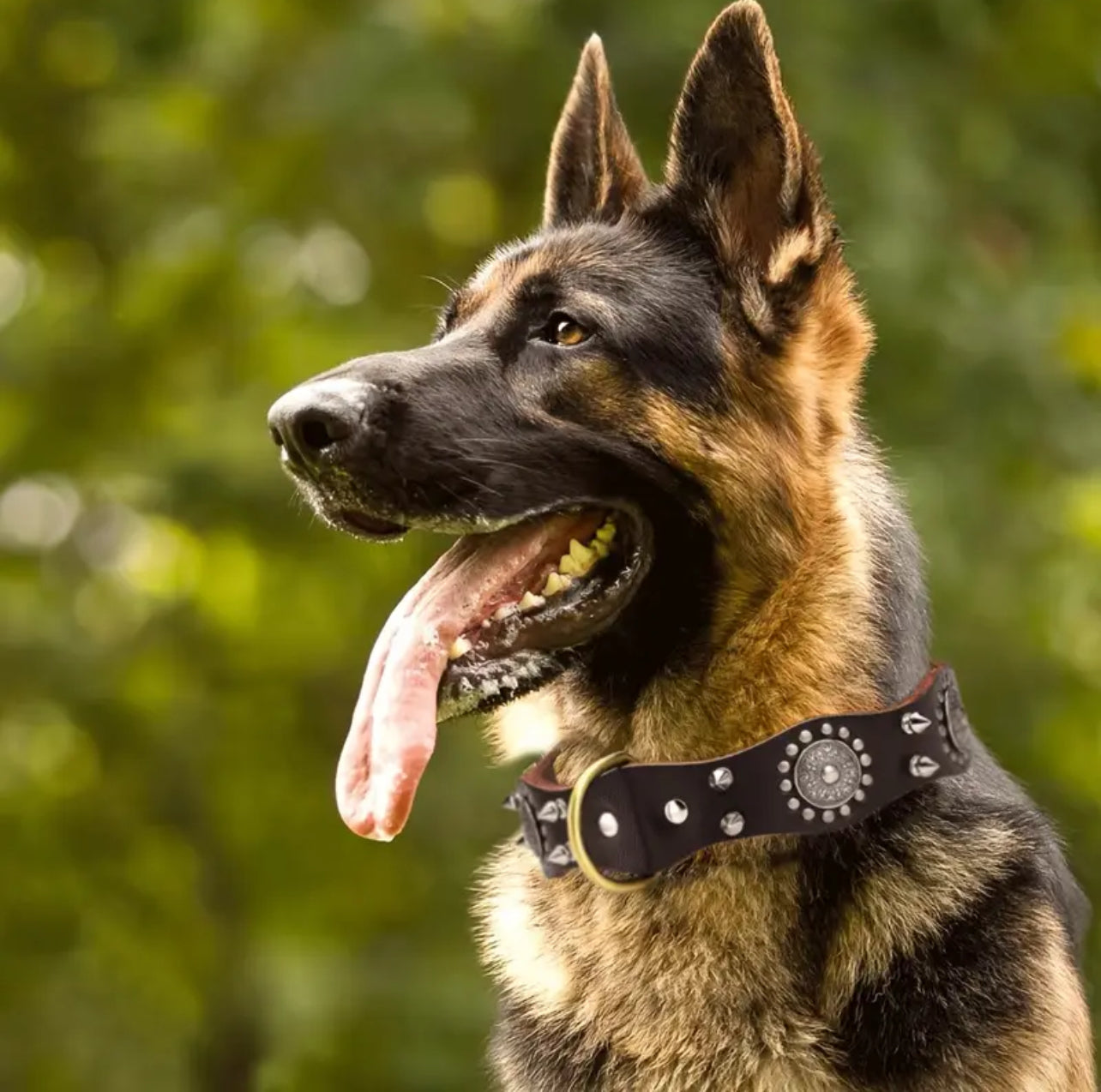 Large Dog Breeds, Leather Collar, Mastiff, Rottweiler, German Shepherd Leather Collar