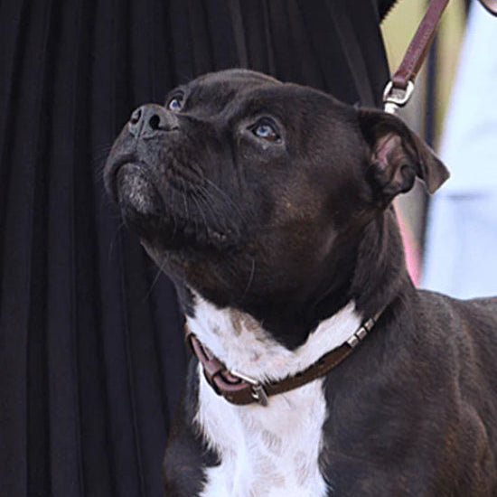 Staffy, Staffordshire Bull Terrier, SBT, Show Collar, Staffie, Leather Collar