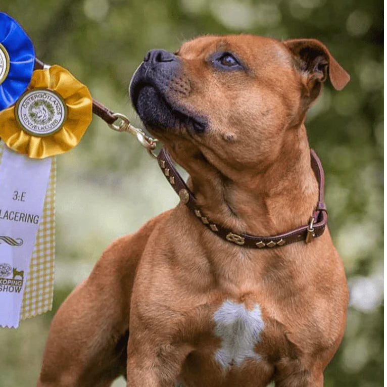 Staffy, Staffordshire Bull Terrier, SBT, Show Collar, Staffie, Leather Collar